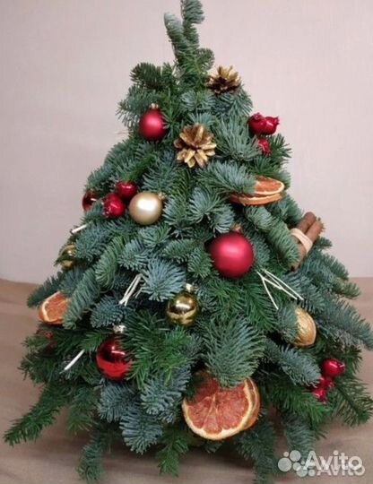 Ель живая из нобилиса