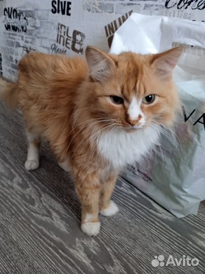 Отдам бесплатно