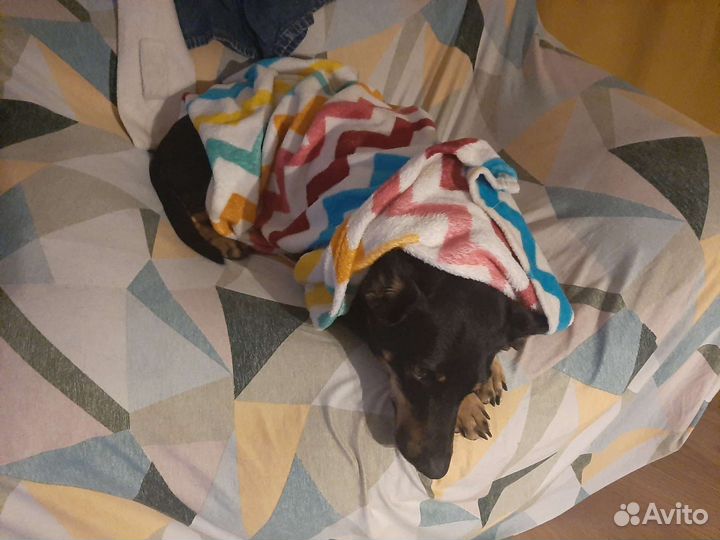 Собака в добрые руки бесплатно