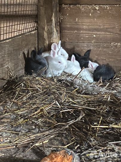 Кролики Крольчихи