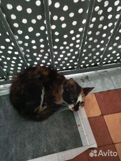 Бездомная кошка Трехцветная кошечка на счастье