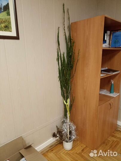 Пальма веерная и другие комнатные растения