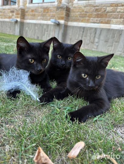 Котята в добрые руки бесплатно