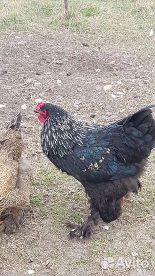 Петух брама