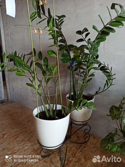 Замиокулькас