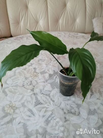 Женское счастье Спатифиллум