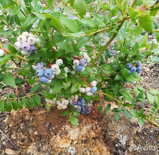 Саженцы Голубика из питомника