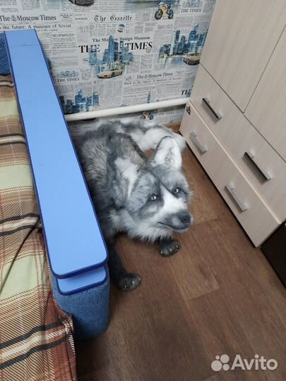 Лиса большая реалистичная