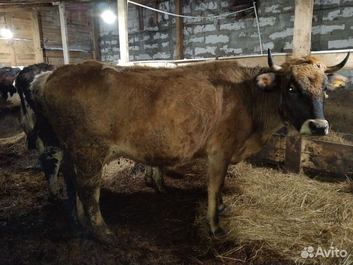 Коровы и телки стельные