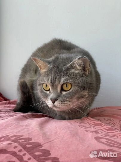 Поночка ищет дом