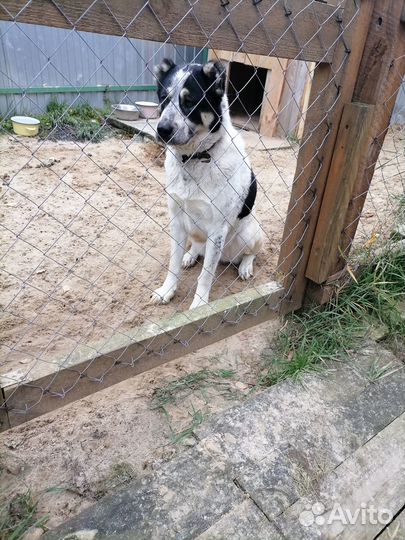 Собаки бесплатно в добрые руки