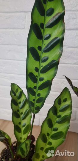 Калатея лансифолия