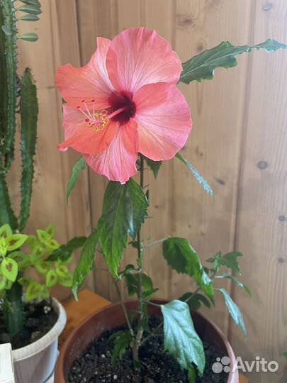 Гибискус китайская роза