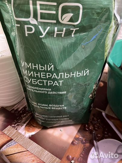 Сансевиерия сортовая