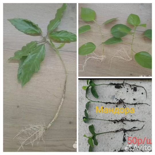 Отдам бесплатно