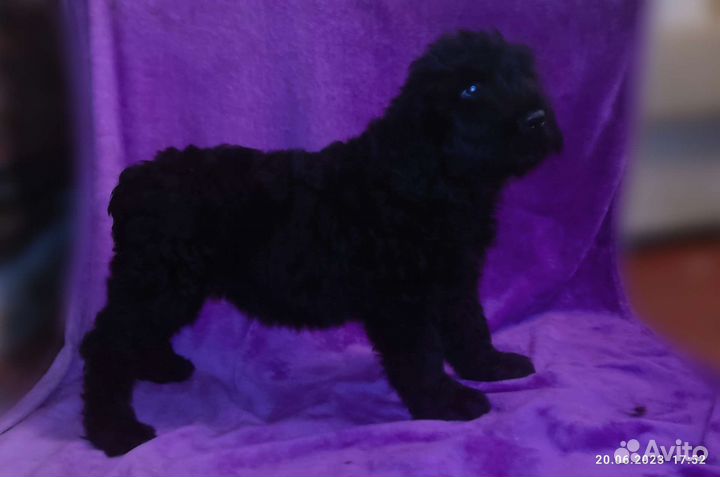 Щенки Русского Чёрного терьера