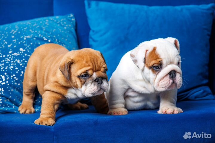 Рыжие и красные английские котятки с доставкой