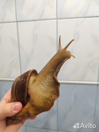 Улитки ахатины