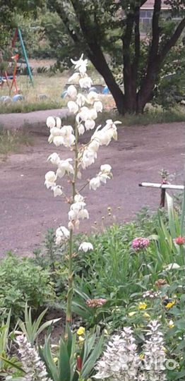 Хоста юкка,флоксы,форзиция, и другие многолетники