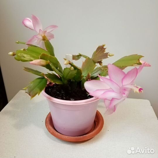 Шлюмбергера Eprics Star