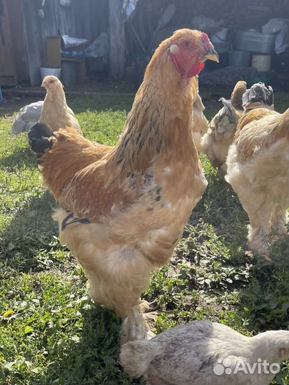 Петух продам