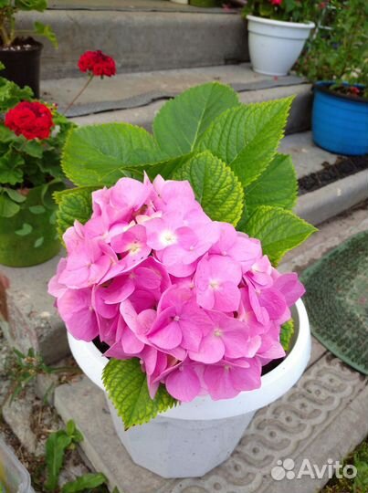 Гортензия розовая крупнолистная
