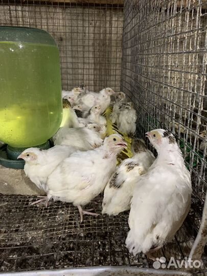 Перепела несушки доставка