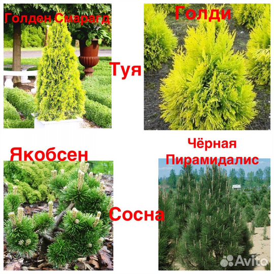 Туя Брабант, Смарагд, Спиралис и др