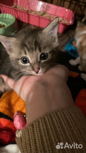 Девочка в ответственные руки