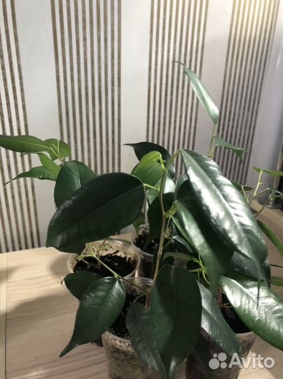 Фикус Даниэль