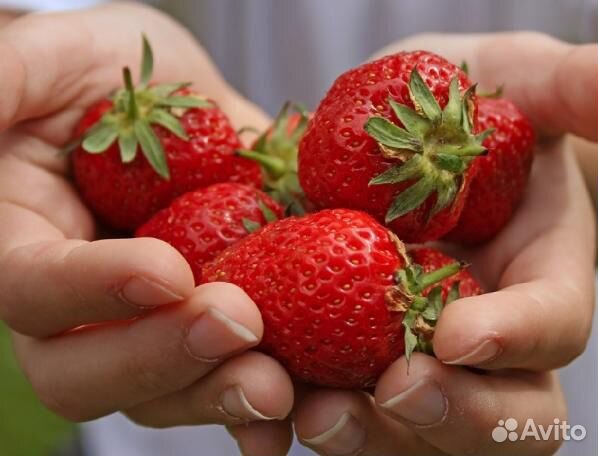 Удобрения для клубники