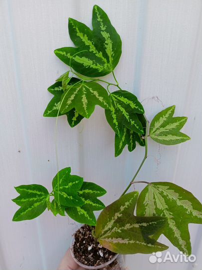 Комнатные растения