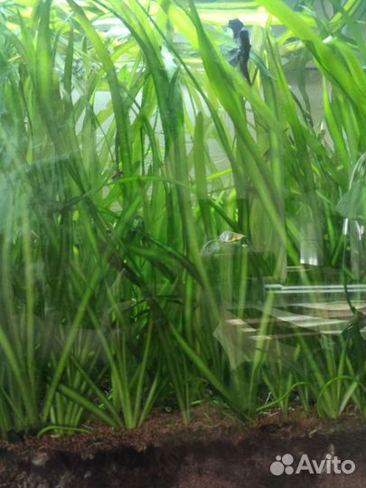 Гигантская валиснерия, перистолистник