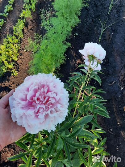 Пион Сара Бернард