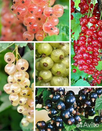 Саженцы плодовых кустарников