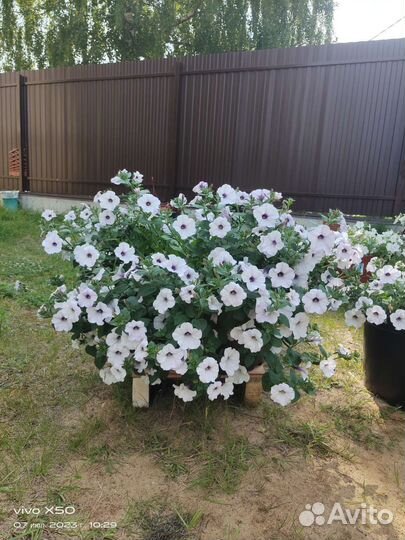 Аренда живых цветов в больших кашпо