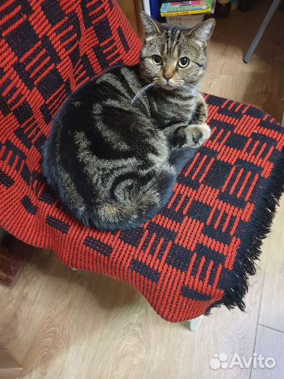 Бесплатно Кошка
