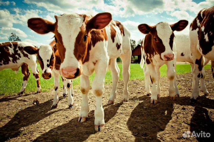 Бычки и телята