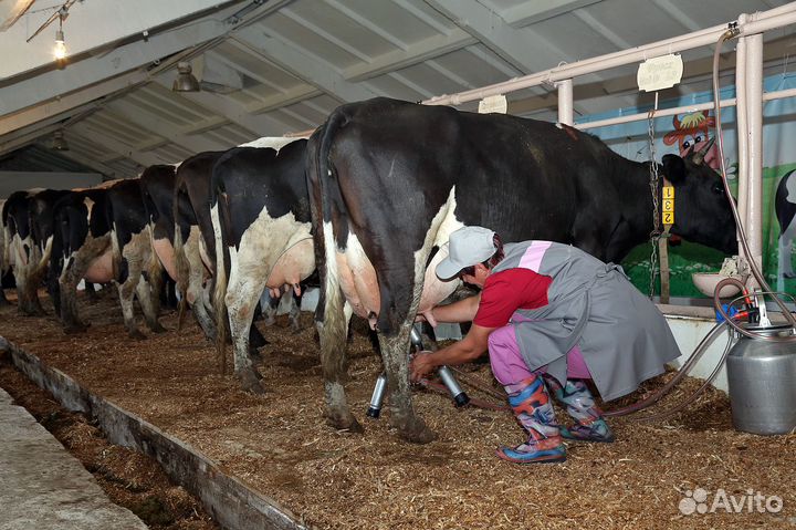 Дояр на ферму с проживанием