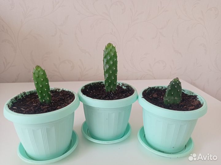 Кактус опунция