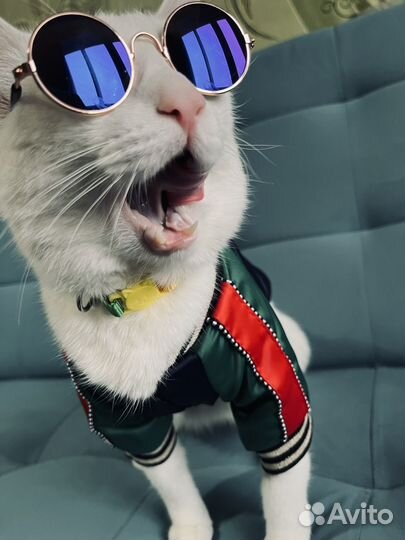 Очки для кошек и собак