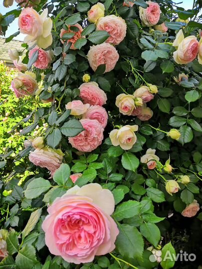 Саженцы элитных роз