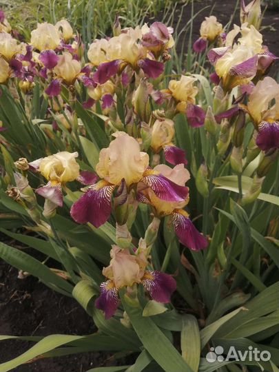 Ирисы в ассортименте