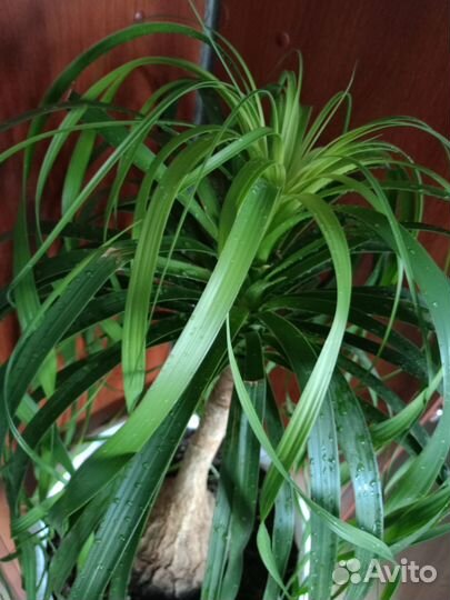 Бокарнея - Нолина комнатное растение