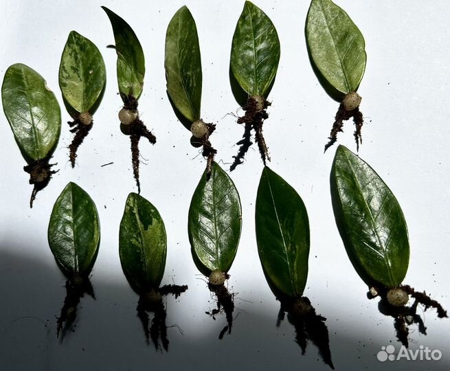 Замиокулькас вариегатный сегменты для укоренения