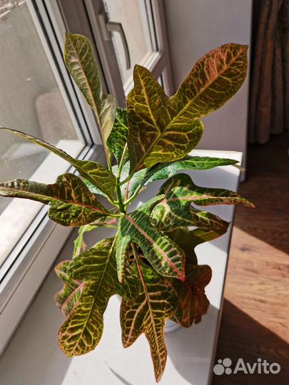 Кодиеум кротон