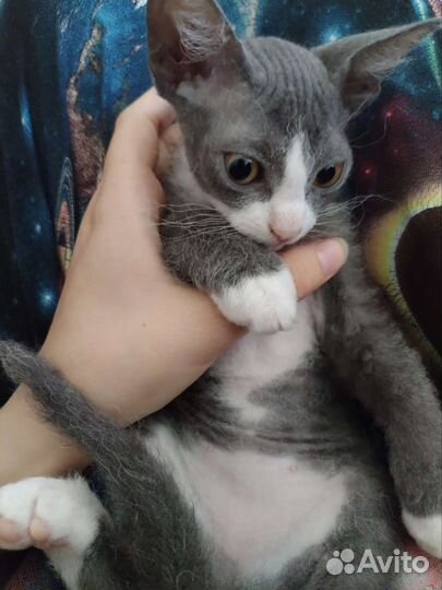 Сфинкс браш котенок