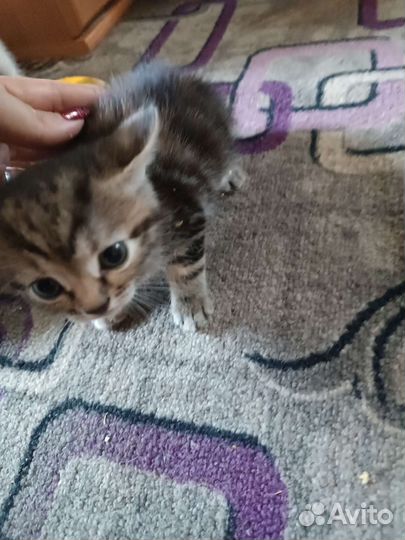 Кошечка в добрые руки