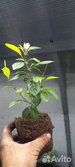 Айва японская (Хеномелес )саженцы