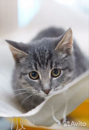 Котик бесплатно